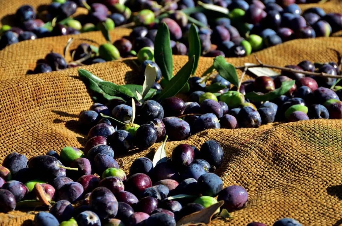 Gazimağusa ilçesi zeytin hasadı başlama tarihleri belirlendi