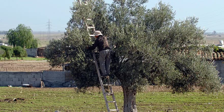 Girne’de zeytin toplama tarihleri açıklandı
