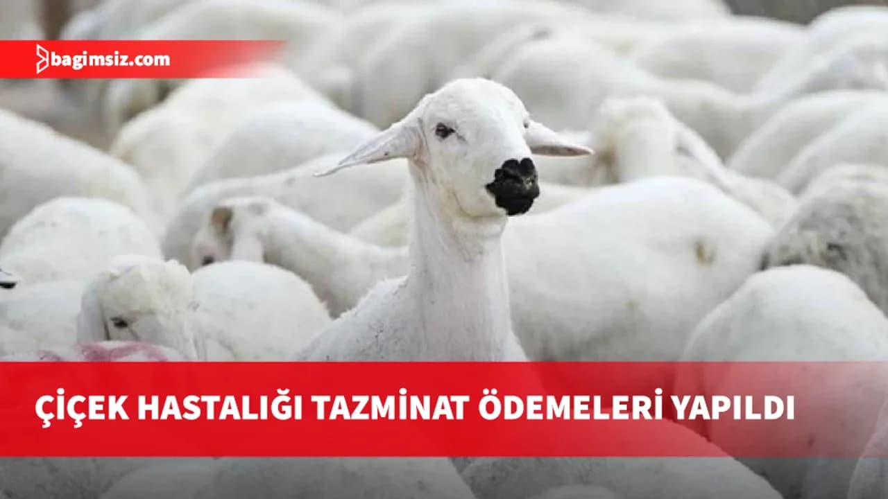 Çiçek hastalığı tazminat ödemeleri yapıldı