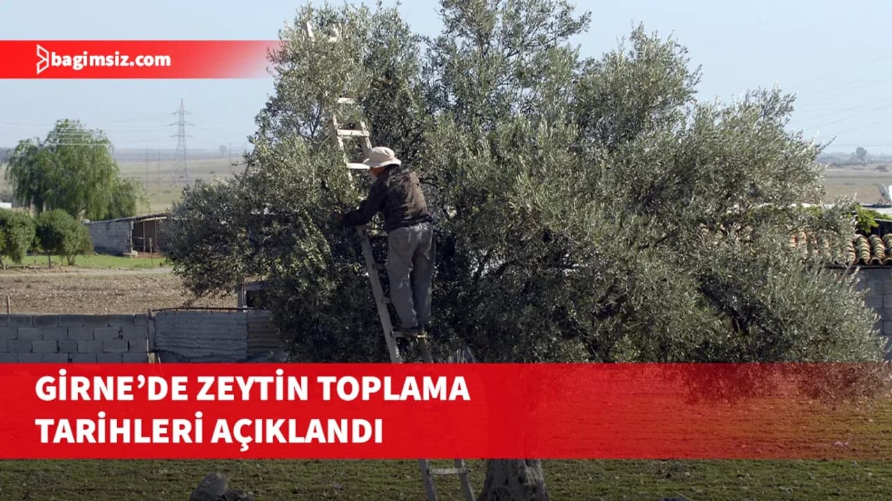 Girne’de zeytin toplama tarihleri açıklandı