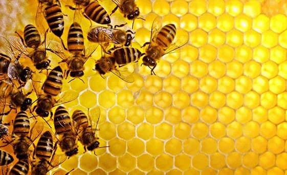 Arıcılar için kayıt dönemi 24 Ağustos’ta başlıyor