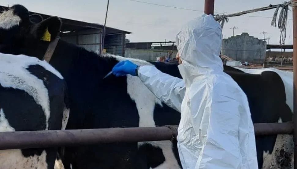 Güney Kıbrıs'ta şap tazminatını alamayan besiciler Veterinerlik Dairesi yollarını kapattı