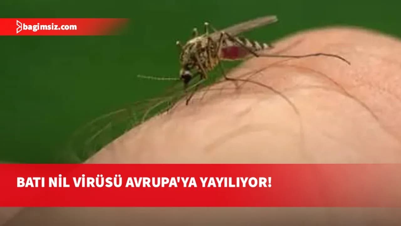 Avrupa'da Batı Nil virüsü: Yunanistan’da son haftalarda vakalarda artış görüldü