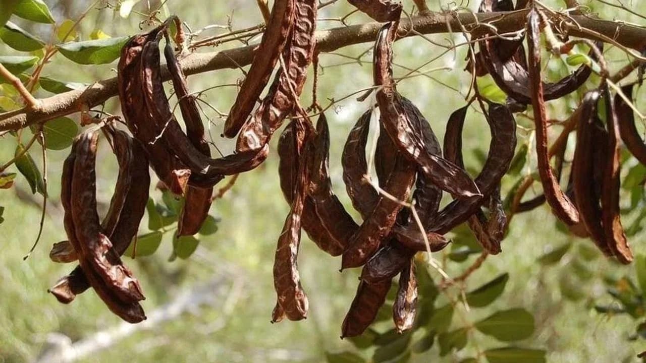 Girne için harnup toplama tarihi 17 Ağustos