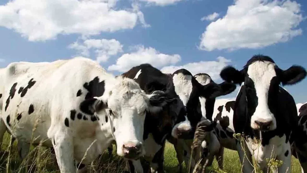 Şap hastalığı kontrol altında