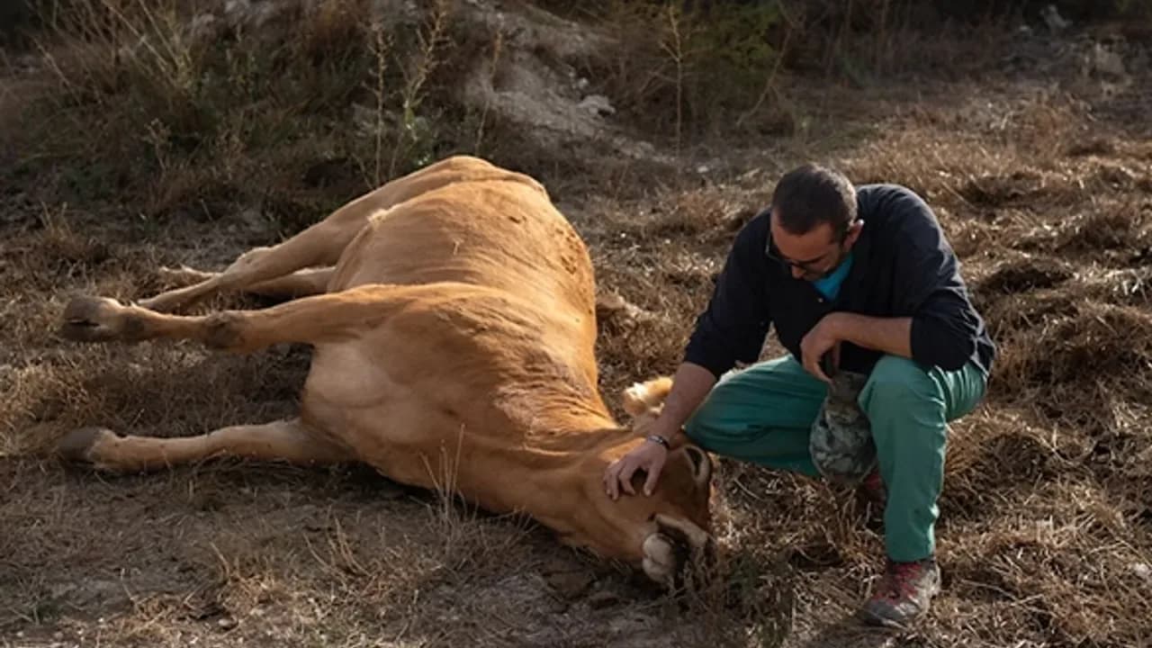 Güney Kıbrıs'ta hayvan besicileri şap tazminatları için eylem yaptı