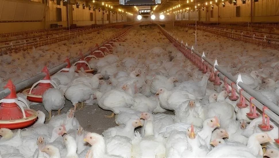 Kuş gribi yayılıyor: Avustralya kümes hayvanlarını kapalı alanlara taşıyor