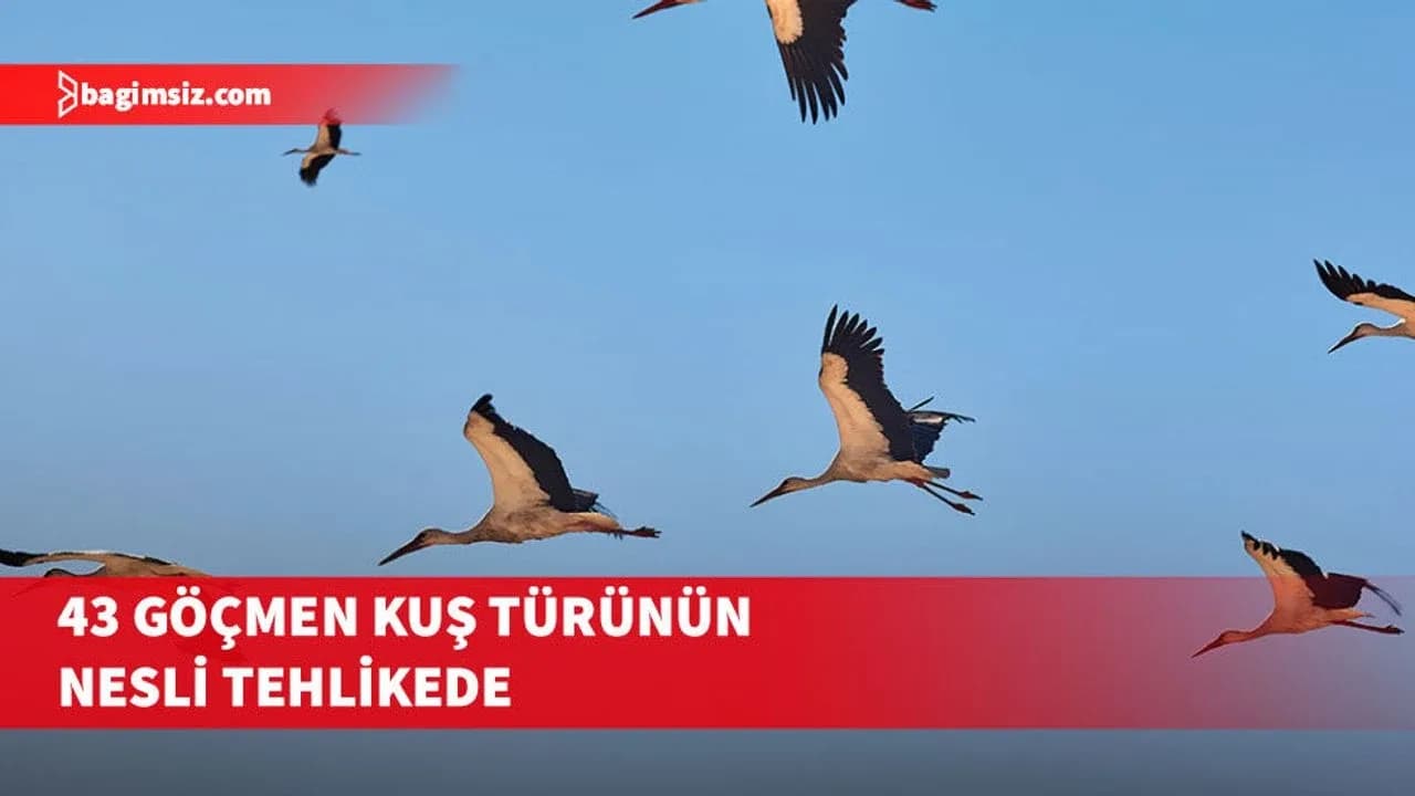 Kuşların göç yolculuğunda insan kaynaklı tehditler artıyor