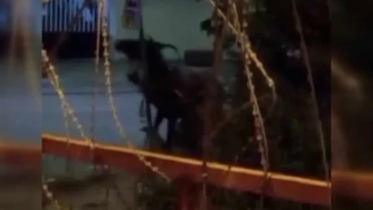 Ata şiddet uygulayan şahıs infial yarattı!