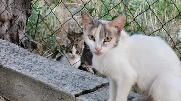Baf’ta zehirli yem alarmı: Çok sayıda kedi öldürüldü