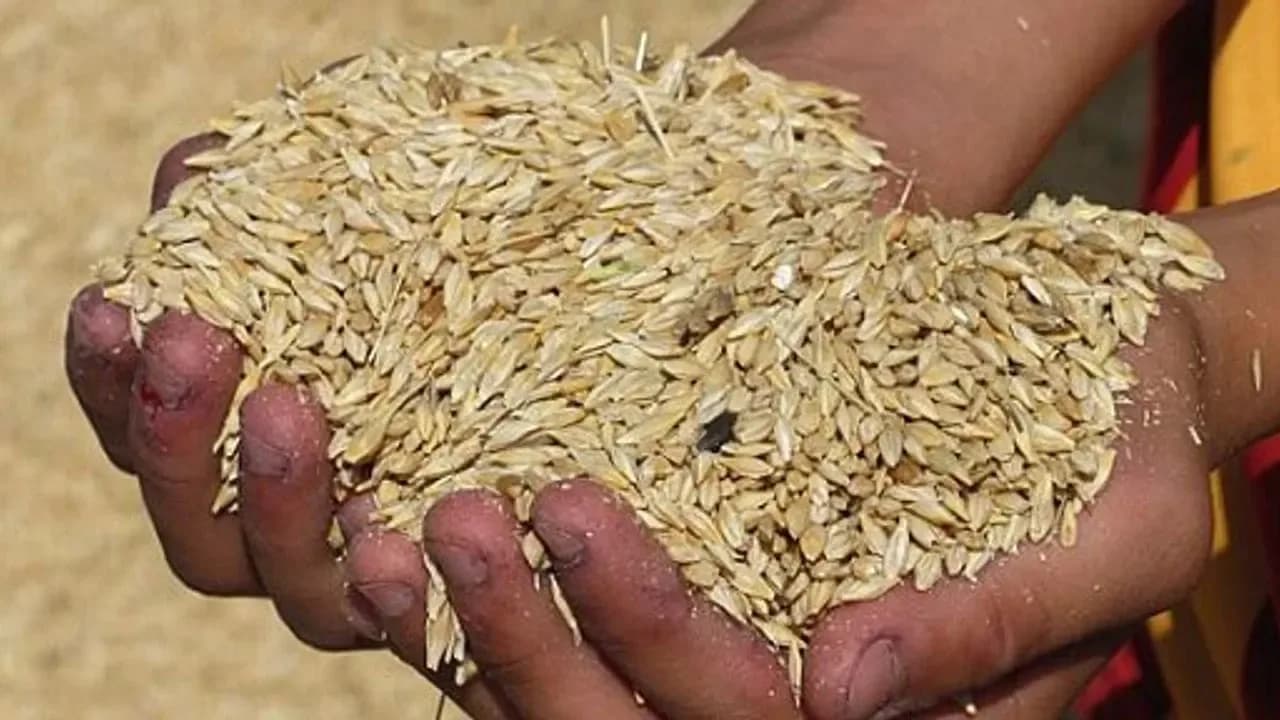 Zahire alımları 7 Eylül Pazartesi mesai bitimine kadar uzatıldı