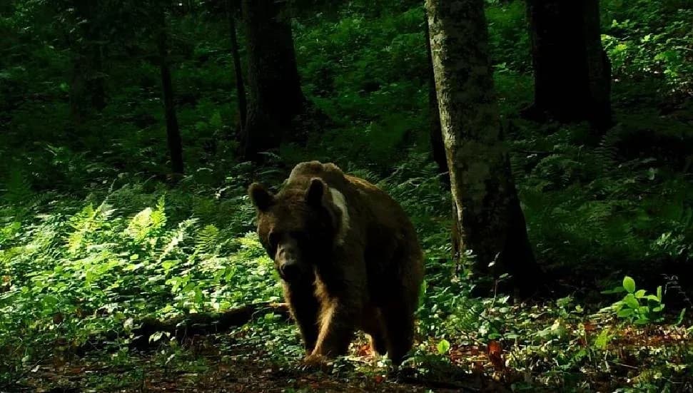 Japonya'da ayı seferberliği: Yapay zeka, dronlar ve robot kurtlar devrede