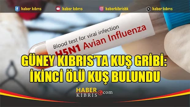 Güney Kıbrıs’ta Kuş Gribi: İkinci Ölü Kuş Bulundu
