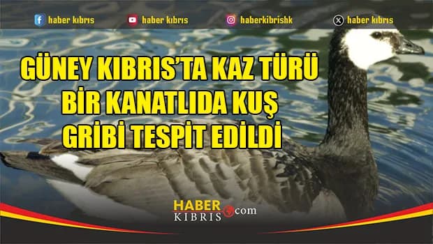 Güney Kıbrıs’ta kaz türü bir kanatlıda kuş gribi tespit edildi