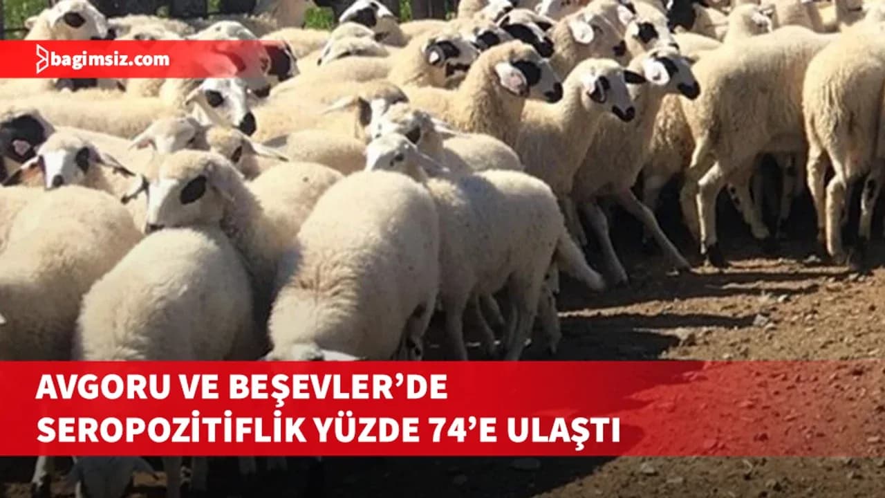 Güney Kıbrıs’ta iki küçükbaş çiftliği için şap hastalığı değerlendirmesi