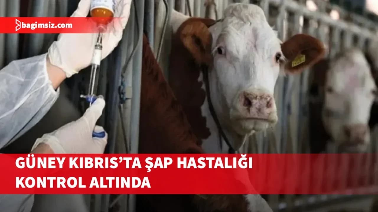 Güney Kıbrıs’ta Şap hastalığı kontrol altında