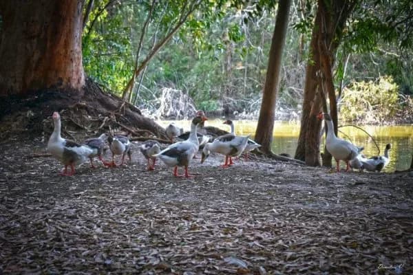 Lefkoşa’daki Athalassa Parkı’nda H5N1 kuş gribi tespit edildi