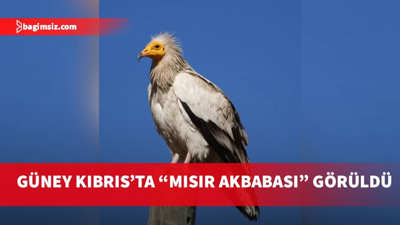 Güney Kıbrıs’ta “Mısır Αkbabası” görüldü