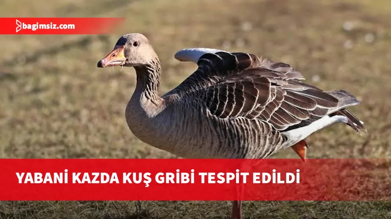 Güney Kıbrıs’ta H5N1 alarmı