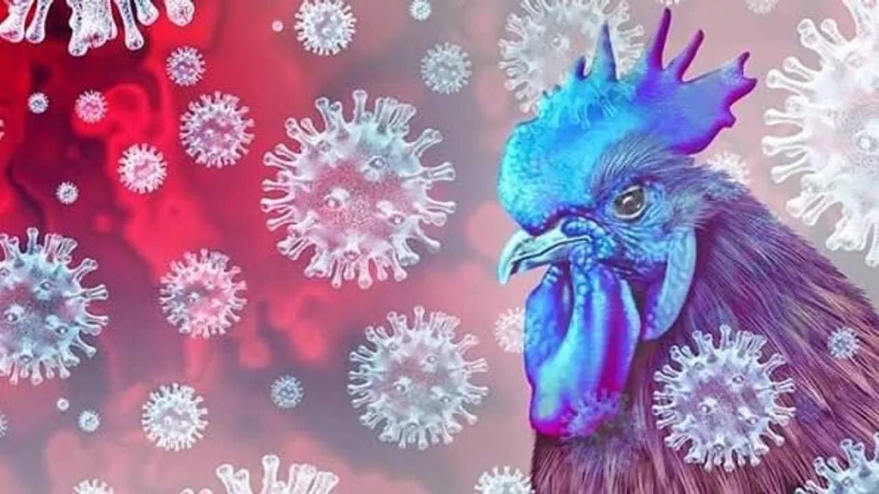 Güney Kıbrıs’ta kuş gribi alarmı: 4 kişi karantinaya alındı
