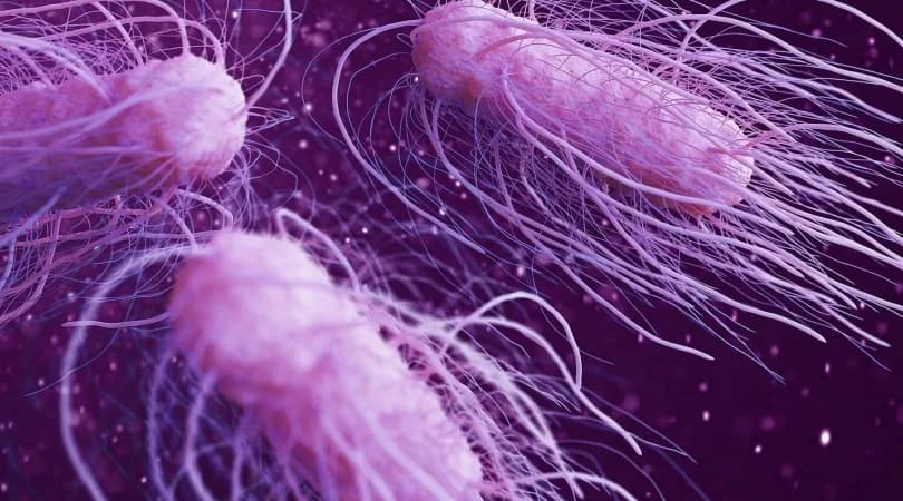 Belçika’da Salmonella salgını devam ediyor: Vaka sayısı 318’e yükseldi