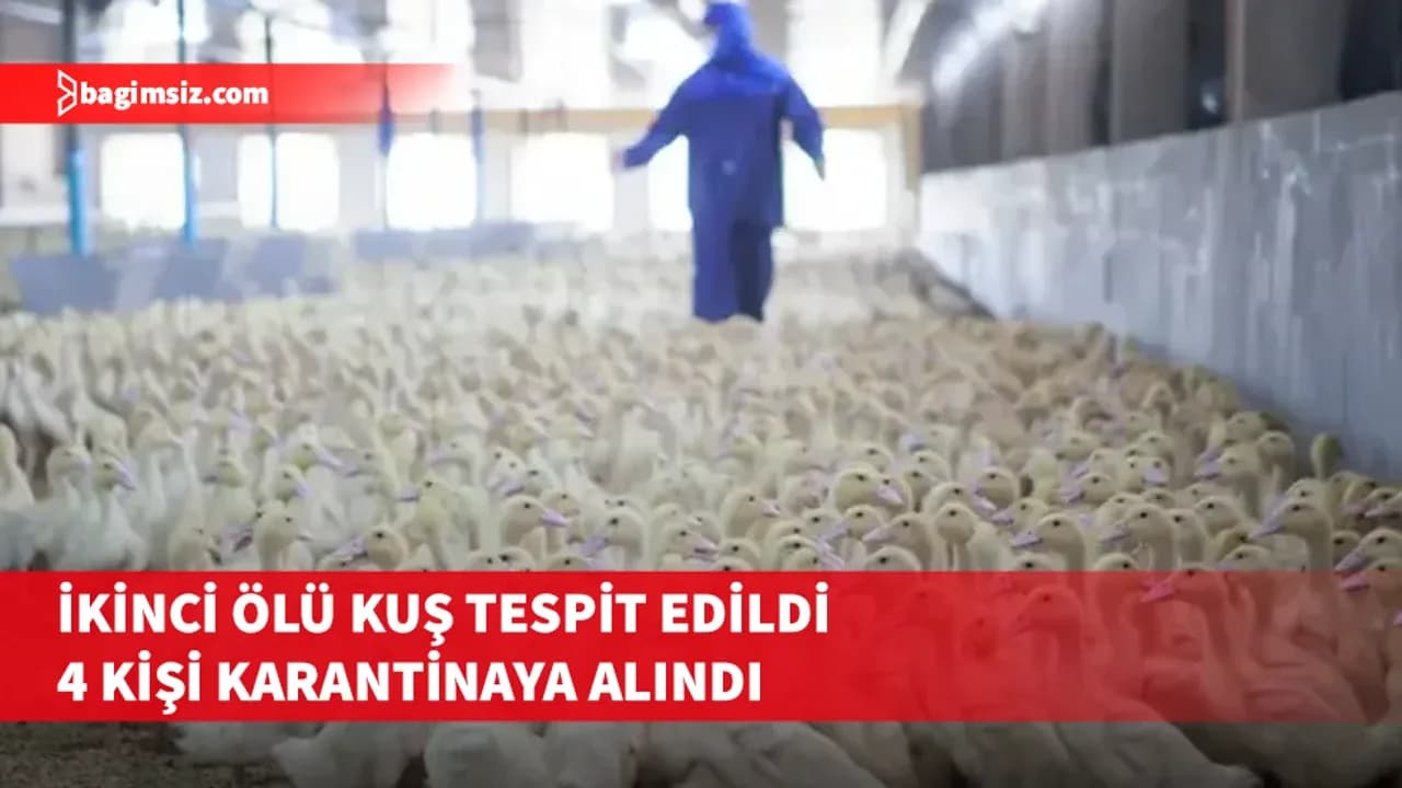 Güney Kıbrıs’ta kuş gribi alarmı: İkinci şüpheli vaka da ortaya çıktı