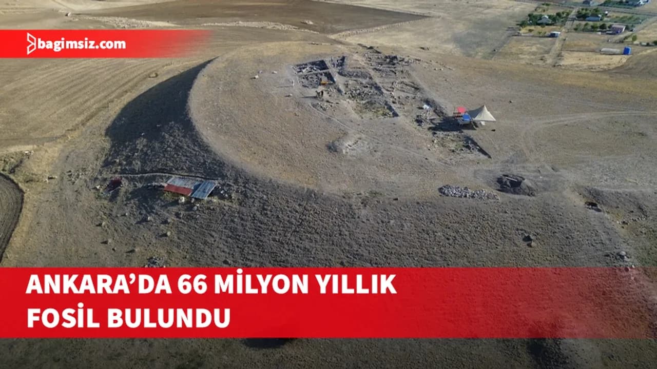 Ankara'da 66 milyon yıllık fosil bulundu