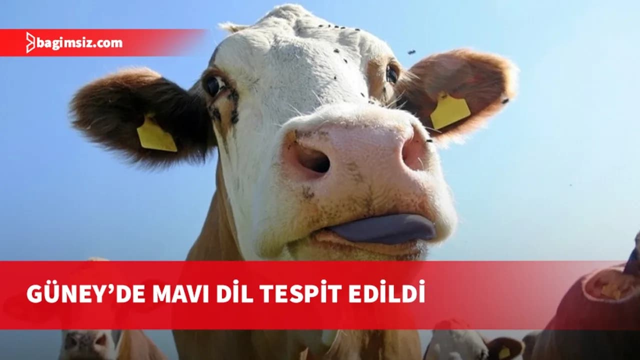 Güney Kıbrıs’ta “Mavi Dil” hastalığı tespit edildi