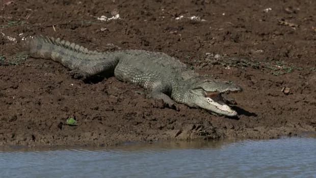Singapur'da sahte timsah görüntüsü bir kişinin başına iş açtı