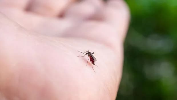 Florida'da dang humması nedeniyle "bölgesel acil durum" ilan edildi