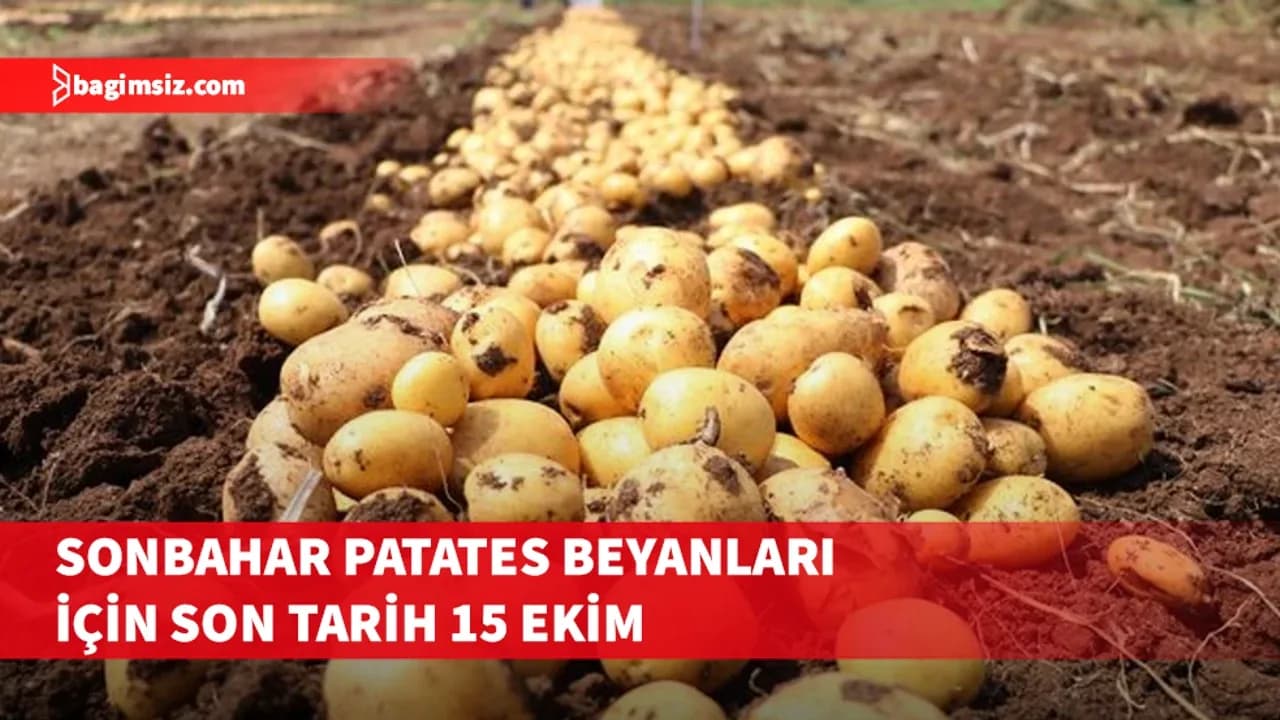 Sonbahar patates beyanları için son tarih 15 Ekim