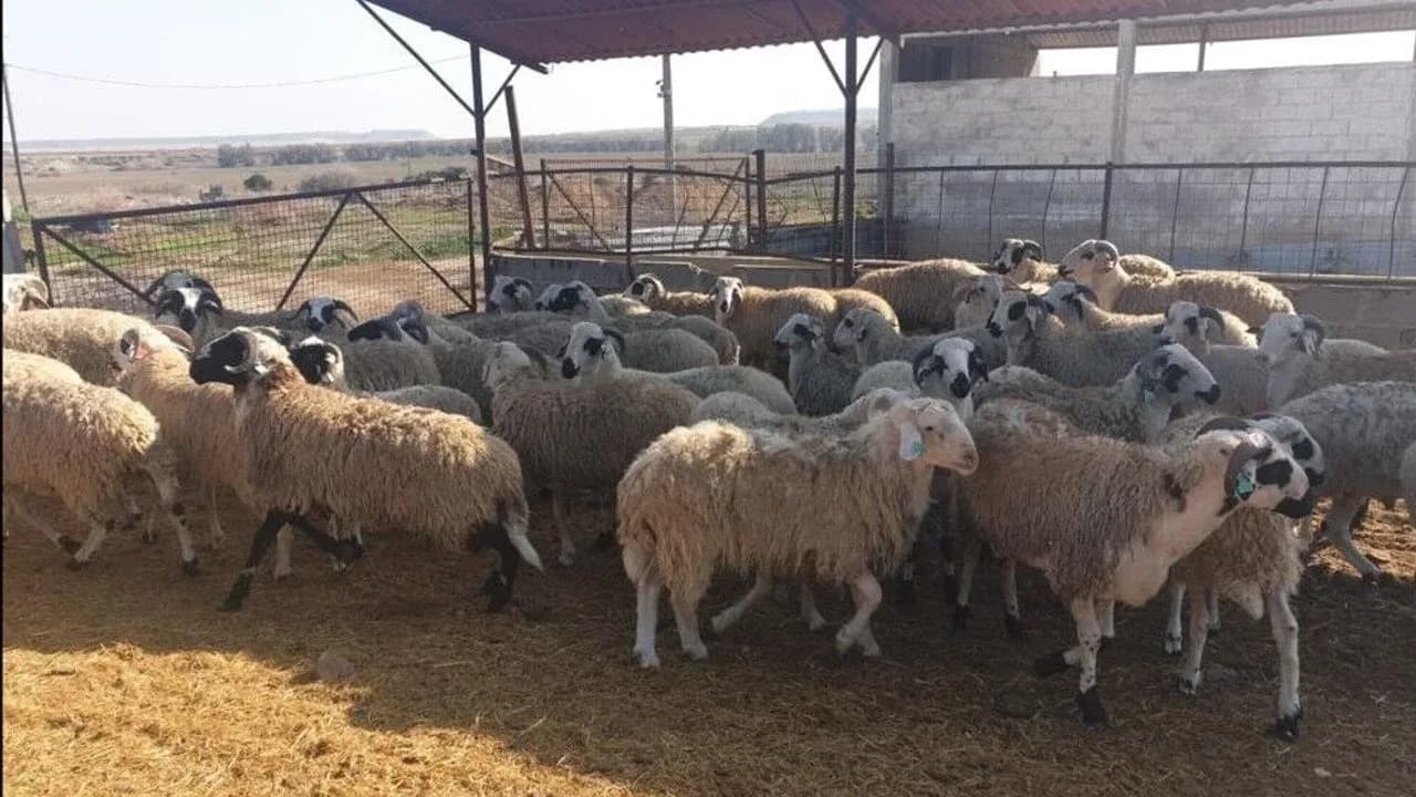 Devlet Üretme Çiftlikleri 165 kasaplık hayvanı satışa çıkarıyor