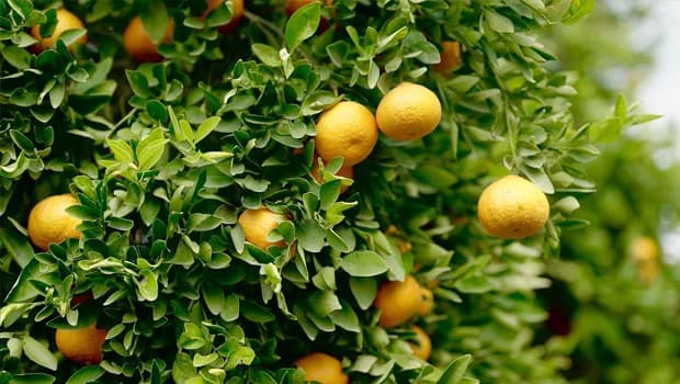 Tarımsal Araştırma Enstitüsü, Güzelyurt İstasyonu’nda narenciye ürün satışı yapılacağını duyurdu