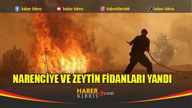 Narenciye ve zeytin fidanları yandı