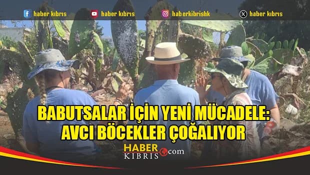 Babutsalar için yeni mücadele: Avcı böcekler çoğalıyor