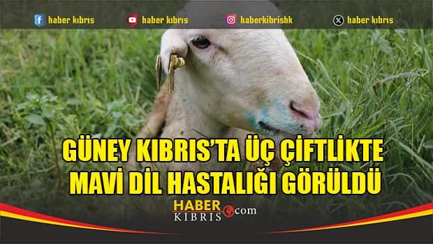 Güney Kıbrıs’ta üç çiftlikte mavi dil hastalığı görüldü