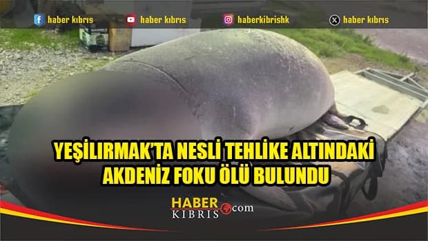Yeşilırmak’ta nesli tehlike altındaki Akdeniz foku ölü bulundu