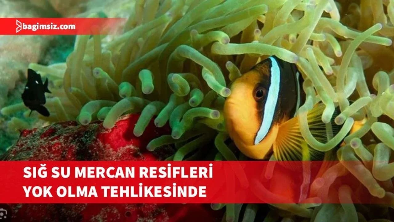 Dünyadaki sığ su mercan resiflerinin yüzde 96'sı yok olma tehlikesiyle karşı karşıya...