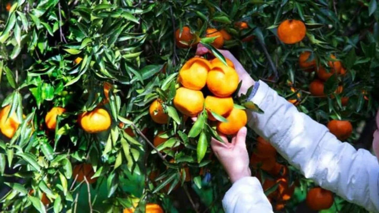 Narenciye Üreticileri Birliği Derneği hala ürün ödemelerinin yapılmadığına işaret etti