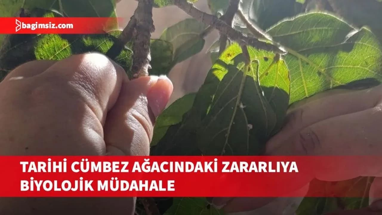 Cümbez ağacında görülen unlubit zararlısıyla mücadele için doğal düşman böcek bırakıldı