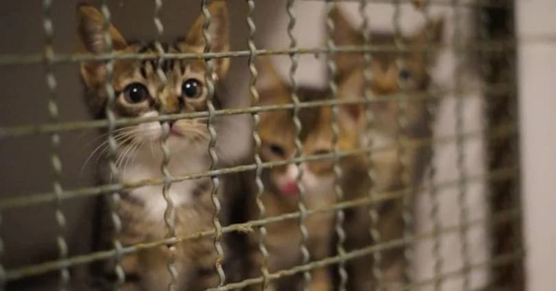 Vietnam’da pişirip yemek için 2 bin 700 kedi çalan çete çökertildi