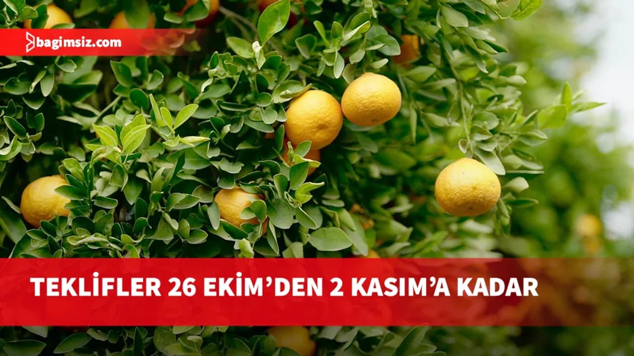 Tarımsal Araştırma Enstitüsü, Güzelyurt İstasyonu’nda narenciye ürün satışı yapılacağını duyurdu