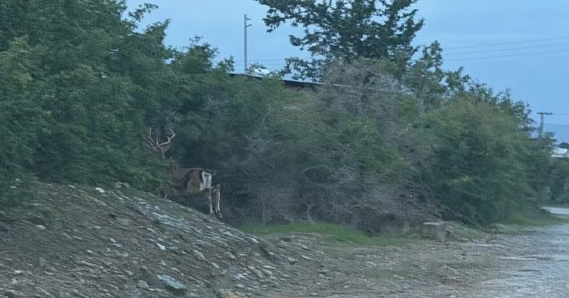 Gaziveren’de kaçak geyik alarmı!