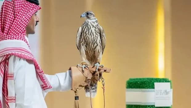 Suudi Arabistan'daki bir müzayedede iki yavru şahin 374 bin riyale satıldı