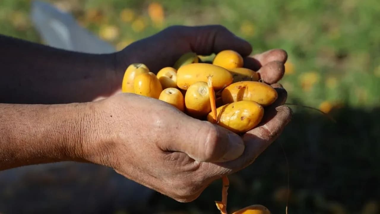 İskele’de hurma geleneği bu yıl da sürecek