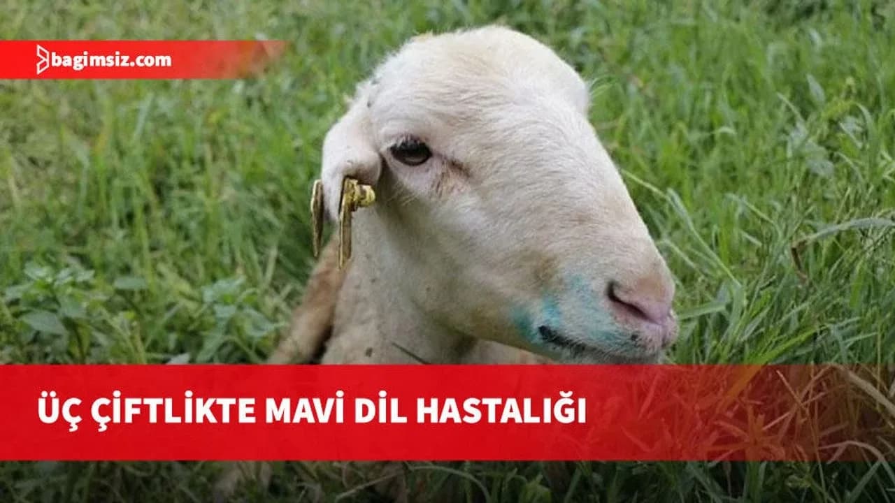 Güney Kıbrıs’ta üç çiftlikte mavi dil hastalığı görüldü