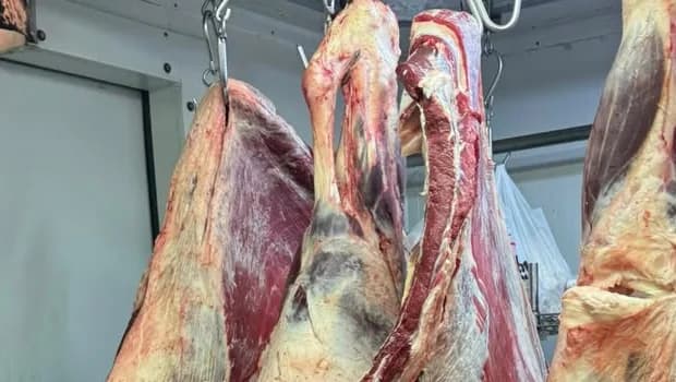 Gönyeli’de kasaplara sıkı denetim: 249 kilo et imha edildi, bir işletme kapatıldı