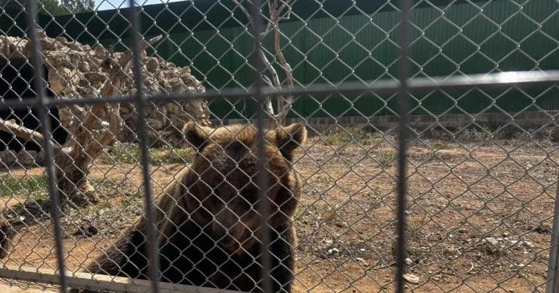 “Melios Hayvanat Bahçesi’nden” firar eden ayı yakalandı