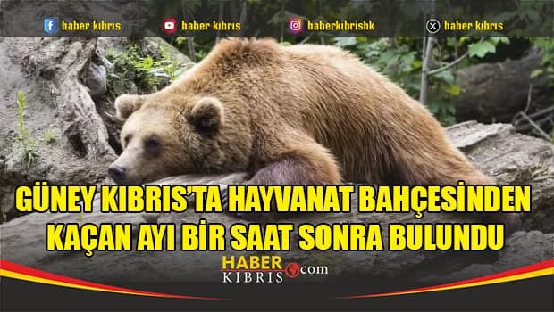 “Melios Hayvanat Bahçesi’nden” firar eden ayı yakalandı