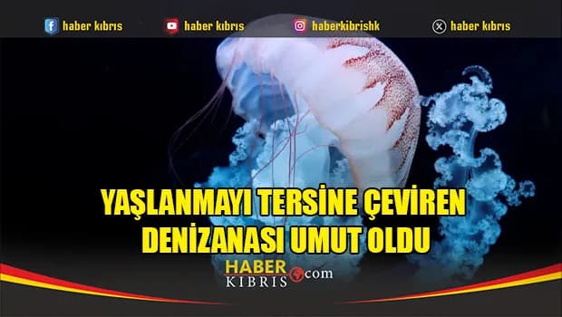 Yaşlanmayı tersine çeviren denizanası umut oldu